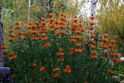 leonotis leonorus8.jpg