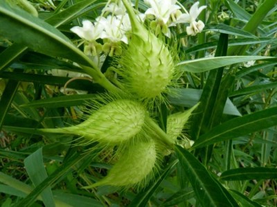 asclepias-fruticosa883 p3.jpg