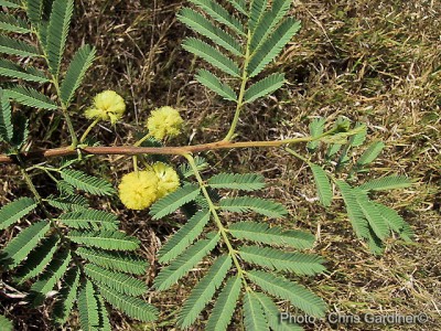 Acacia_nilotica_01 p15.jpg