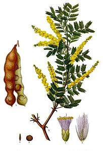 Acacia_senegal_-_Köhler–s_Medizinal-Pflanzen-004 p16.jpg