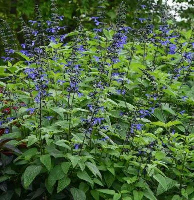 Salvia_Black__Bloom_Garden_11793Optimized.jpg