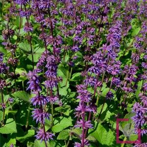 SALVIA-VERTICILLATA-ENDLESS-LOVE (1).jpg