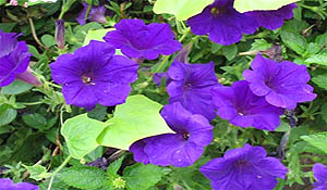 petunia-violaceae-300x175.jpg
