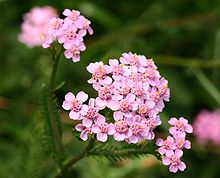 220px-Achillea_millefolium_01.JPG