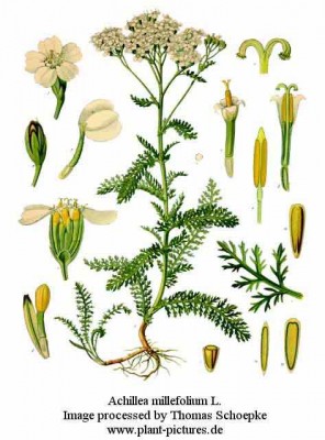 Achillea-millefolium.jpg
