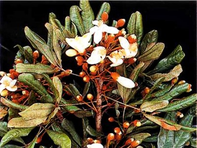 Erythroxylum_catuaba.jpg